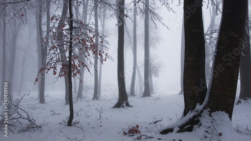 Tree with red leaves in foggy forest covered in snow. Winter fairytale forest