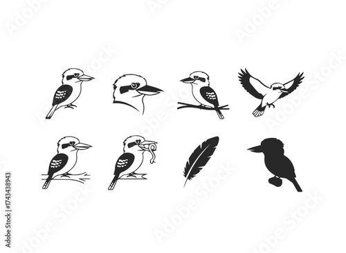 Kookaburra Bird Collection Vector Illustrations.