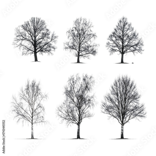 Six digital illustrations of leafless trees, rendered in grayscale against a black background