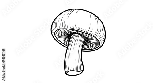 Hand drawn champignon mushroom isolated on white background, vector illustration