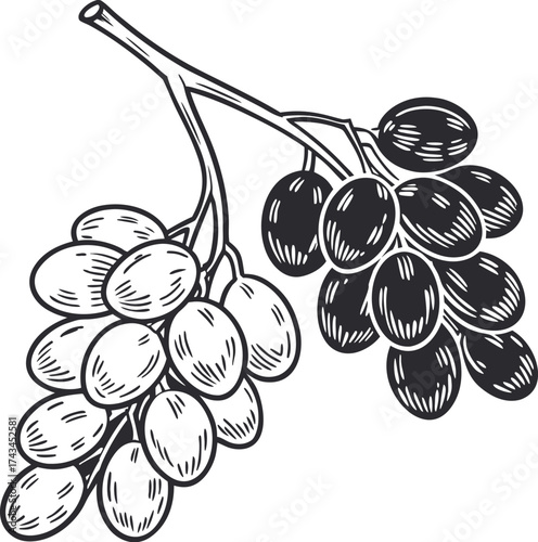 Black & White Pistachio Sketch