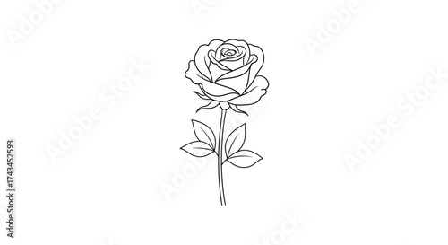 Elegant single rose line drawing symbolizing beauty and romance