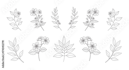 Wallpaper Mural Delicate hand-drawn botanical line art collection with various leaves and small flowers. Torontodigital.ca