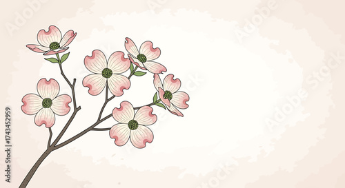Delicate Pink and White Dogwood Blossoms on a Branch.