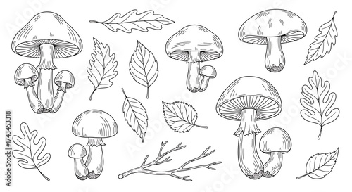 Detailed Hand-Drawn Monochrome Mushroom and Leaf Botanical Illustration Set.