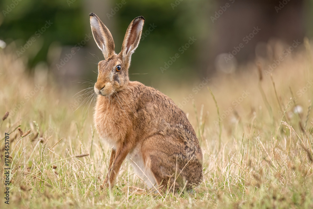 Fototapeta premium Brown hare, Lepus europaeus, on the grass in the uk in the summer