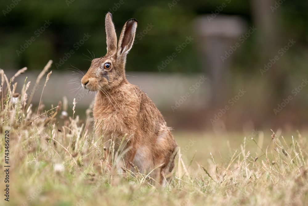 Fototapeta premium Brown hare, Lepus europaeus, on the grass in the uk in the summer