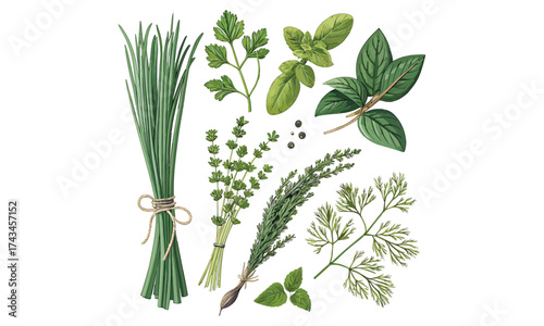Fresh Green Herbs Illustration Collection – Basil, Parsley, Rosemary, and Aromatic Leaves