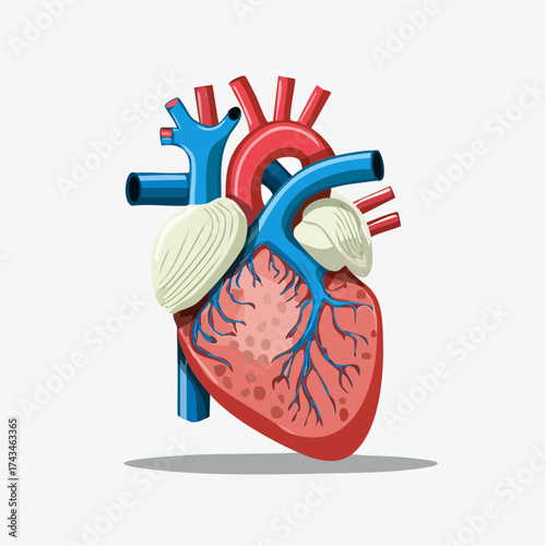 human heart anatomy