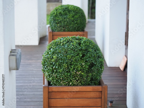boxwood bushes in wooden pots on a garden terrace