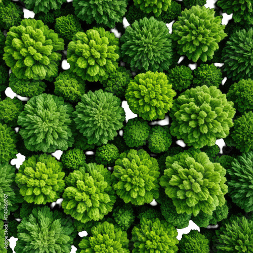 Aerial view of lush green forest trees in full bloom