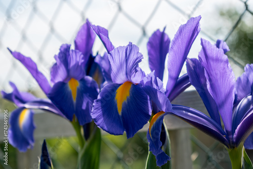 Papier peint Iris in a garden, spring flower, iridaceae