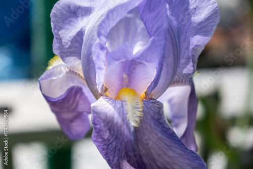 Canvas Print Iris in a garden, spring flower, iridaceae