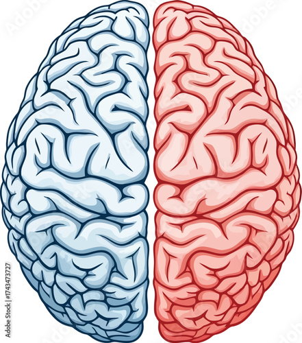 Human brain frontal vector illustration icon. Left and right brain functions hemisphere. Human brain Anatomy icon editable vector illustration 