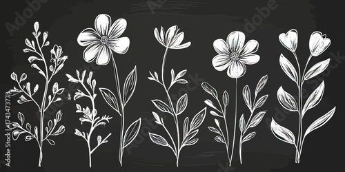 Hand drawn white floral line art with various blooming flowers and leaves on black chalkboard background vector illustration nature plant decorative botanical design
