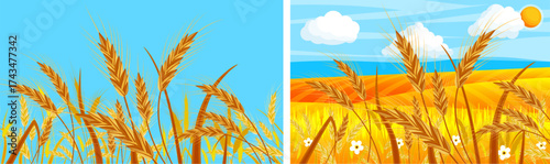 Set of two summer landscapes with golden wheat ears and blue sky background. Harvest season banner collection for agriculture concept.
