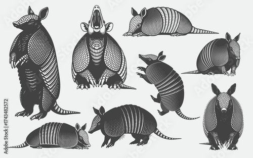 Detailed Armadillo Illustrations in Various Poses Black and White Vector Art.