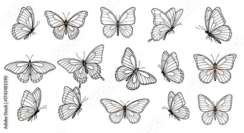 Elegant Butterfly Collection Detailed Line Art Illustrations.