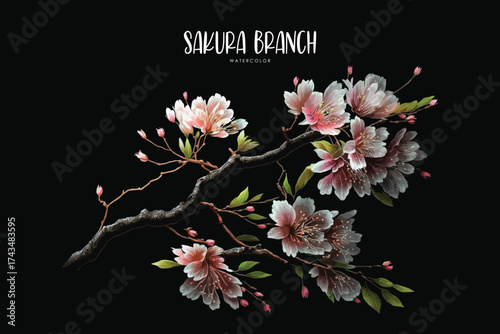 Sakura Branch Watercolor Japanese Cherry Blossom Illustration Spring Floral Art on black isolated background
