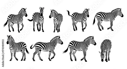 Zebra Herd A Striking Black and White Animal Group.