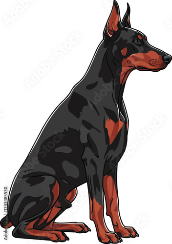 Dobermann dog sitting sideways obedient alert vector illustration