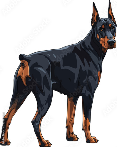 Dobermann dog standing looking back rear view vector illustration