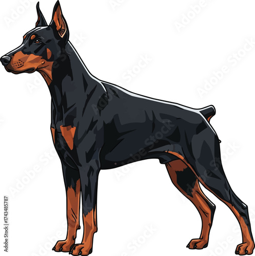 Dobermann dog standing side profile view vector illustration
