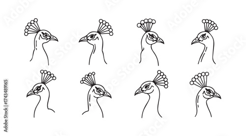 Exquisite line art study of peacock heads showcasing detailed plumage and profiles vector