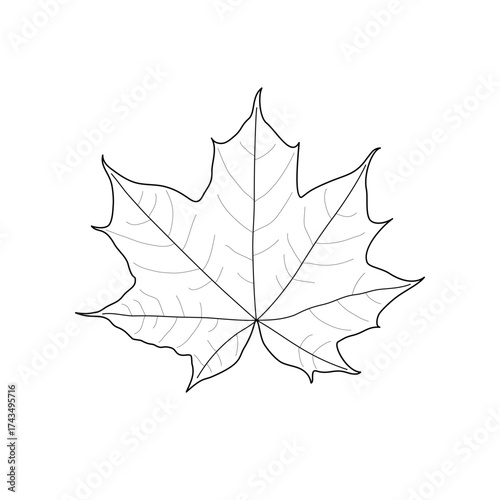 Black line maple leaf. Isolated black outline leaf of maple on white background.