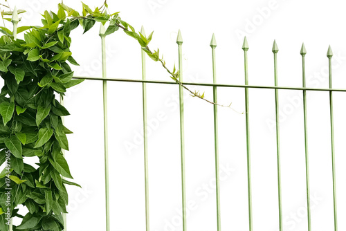 Close-up of vines growing on a metal fence isolated on a transparent background png file.