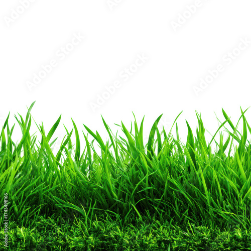 Lush green grass growing in nature landscape fresh environment isolated on transparent background