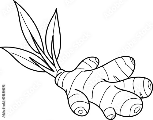 A black and white drawing of a ginger root with leaves