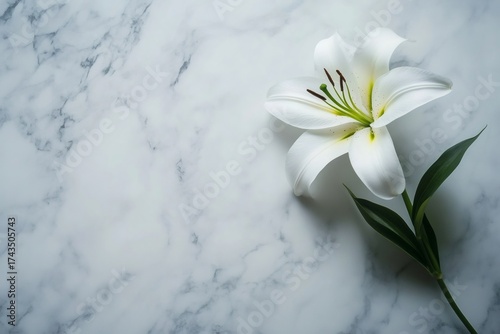 White lily flower with green stem lying on a clean background, symbolizing purity, peace, and natural beauty