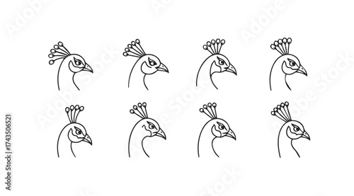 Detailed line art sketches of peacock heads showing different poses and expressions vector