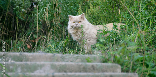 Fluffy White Cat on Garden Steps in Nature.