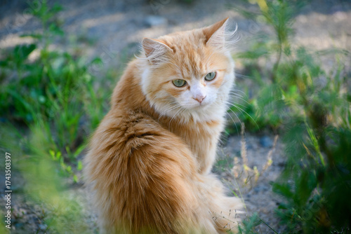 Fluffy Ginger Cat with Striking Green Eyes in Nature.
