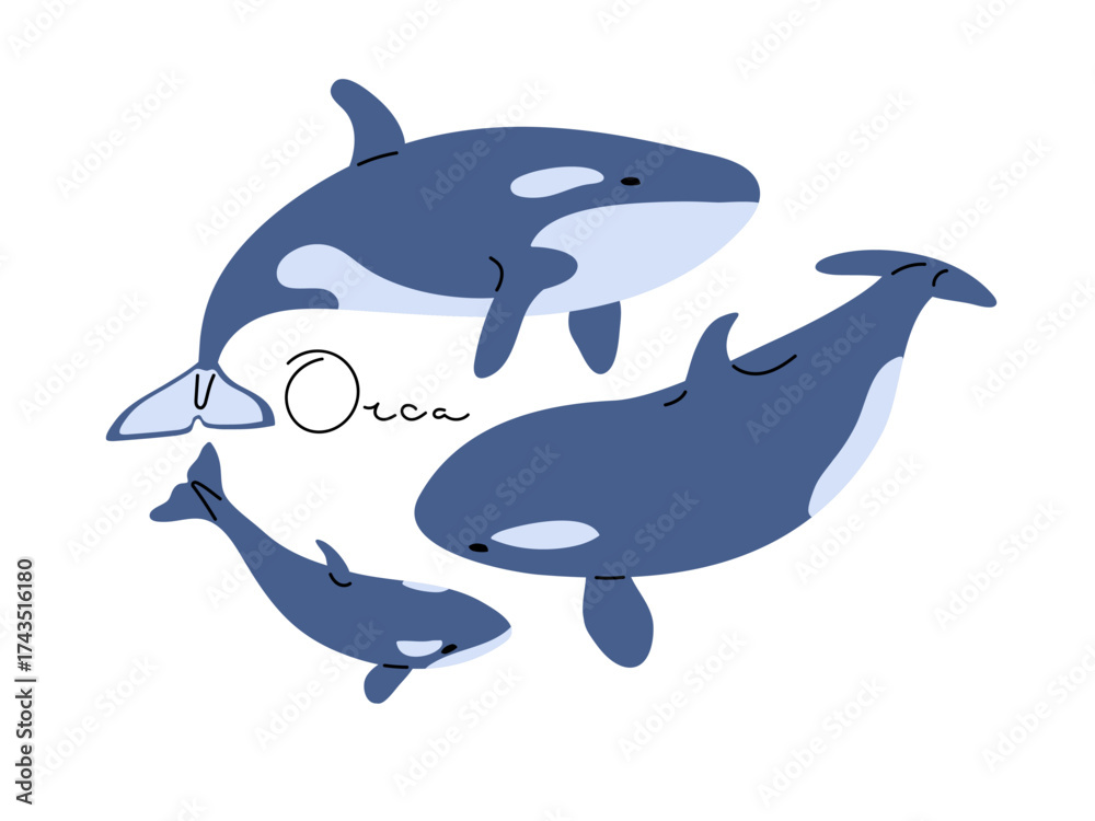 Fototapeta premium Whale family. Whale Orca Flat vector illustrations of North animal. Killer Whales with inscription. Simple signs. Wild animals of Arctic Circle. Arctic white north animal. Mammal with white spots