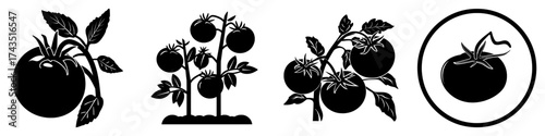 Organic farm gardening involves planting tomatoes in a natural field or ranch setting with flat icons