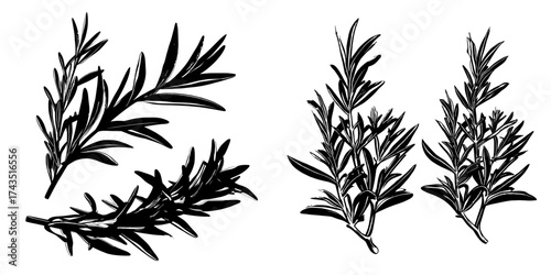 A fresh rosemary herb branch with green leaves is isolated on a white background, symbolizing organic aromatic spices used in cooking and culinary pursuits, depicted as modern realistic rosemary