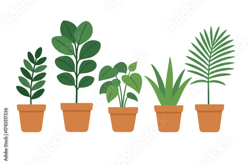 Five different potted green houseplants arranged in a row against a clean white background