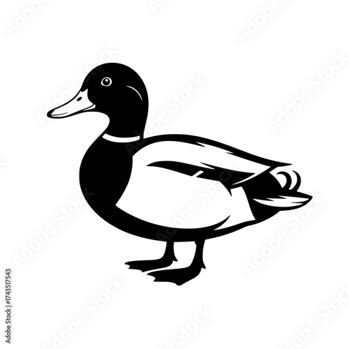 Vector art of mallard duck