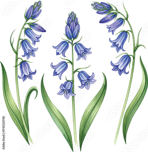 Watercolor Bluebell Flowers Clipart Set: Campanula Blue Blossoms Illustration