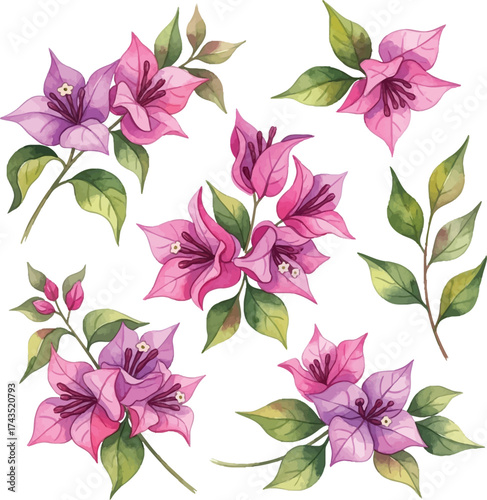 Watercolor Bougainvillea Flower Clipart Set: Pink and Purple Tropical Blooms