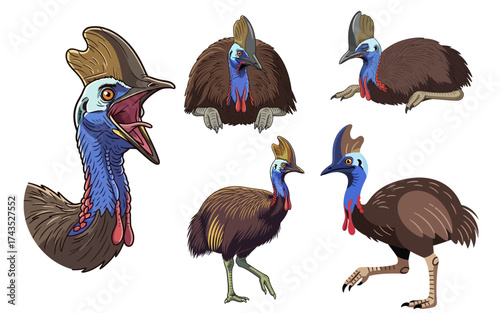 Cassowary Birds in Various Poses Showcasing Unique Plumage and Features.
