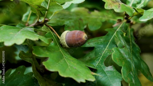 Brown oak acorn among the lush green foliage of forest tree outdoors close up