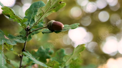 Brown autumn oak acorn swings on branch with green foliage of forest tree close up