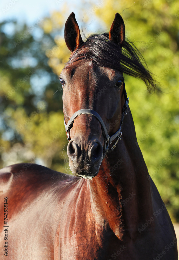 Obraz premium Dressage thoroughbred horse portrait in outdoor