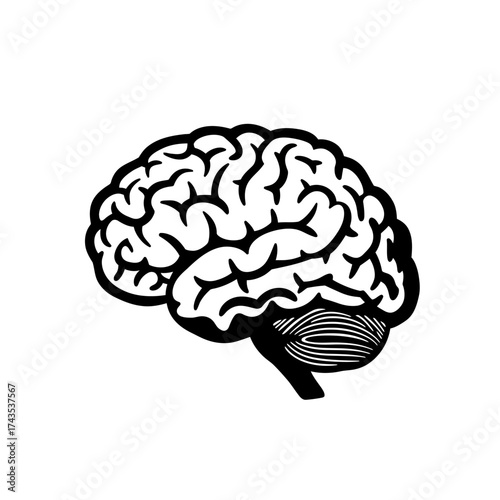 Detailed line art rendering of a human brain showing cerebral cortex cerebellum and brainstem anatomical structure for medical and educational purposes isolated on white background