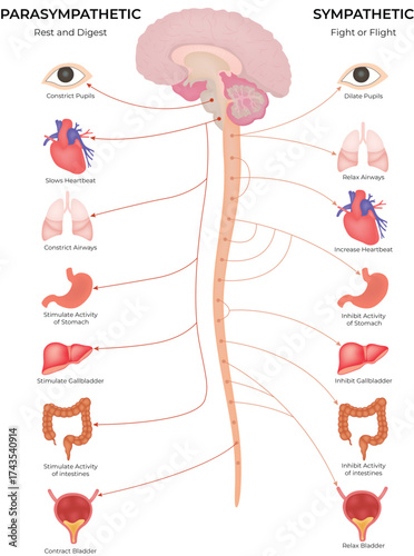 Autonomic Nervous System, Parasympathetic vs Sympathetic diagram vector Illustration