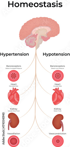 Homeostasis Blood Pressure Regulation Vector Illustration